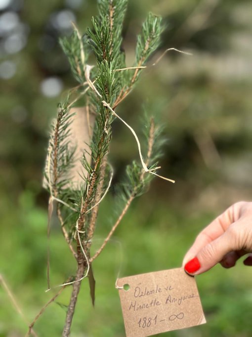 First image shows a young green coniferous sapling with thin trunk and branches tied with white string and a brown tag labeled Çelenk ve Mert Korkmaz 1884-∞ held by a hand with red nail polish against green background. Second image depicts two women one with glasses in white top and another in black outfit squatting and planting a red-flowered sapling in soil near a beige wall with blue and red markings. Third image features a man in gray clothing holding a shovel and a woman in black with face covering kneeling to dig soil near a beige wall with yellow pipe. Fourth image captures a group of four adults and a young boy in green shirt standing around a small plant with pink flower in soil near beige building under cloudy sky.