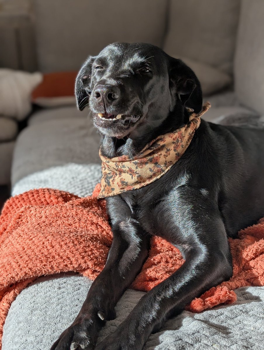 Ça, c'est la tête de Nana, la mascotte, quand elle voit vos commandes.

Ou alors elle mâche un truc, mais y a pas de preuve...👀