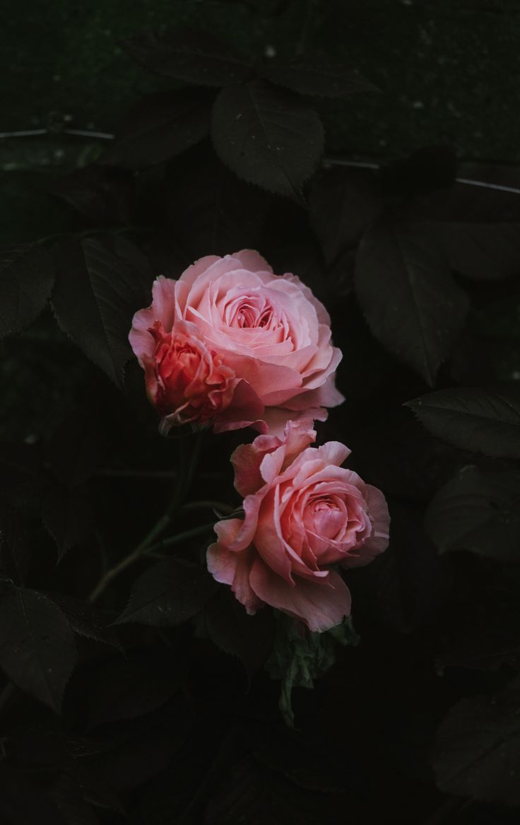 veracruz777's tweet photo. Flores https://t.co/XekJ83JaQf