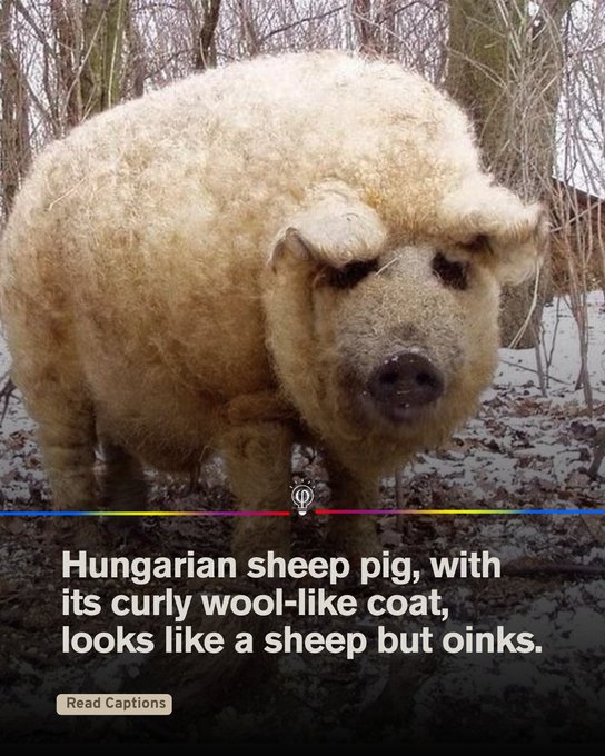A fluffy pig with thick curly wool-like fur in light brown tones stands in a snowy wooded area with bare trees and ground covered in snow and leaves. The pig faces forward with its snout visible and ears curled. The coat covers its body densely resembling sheep wool.