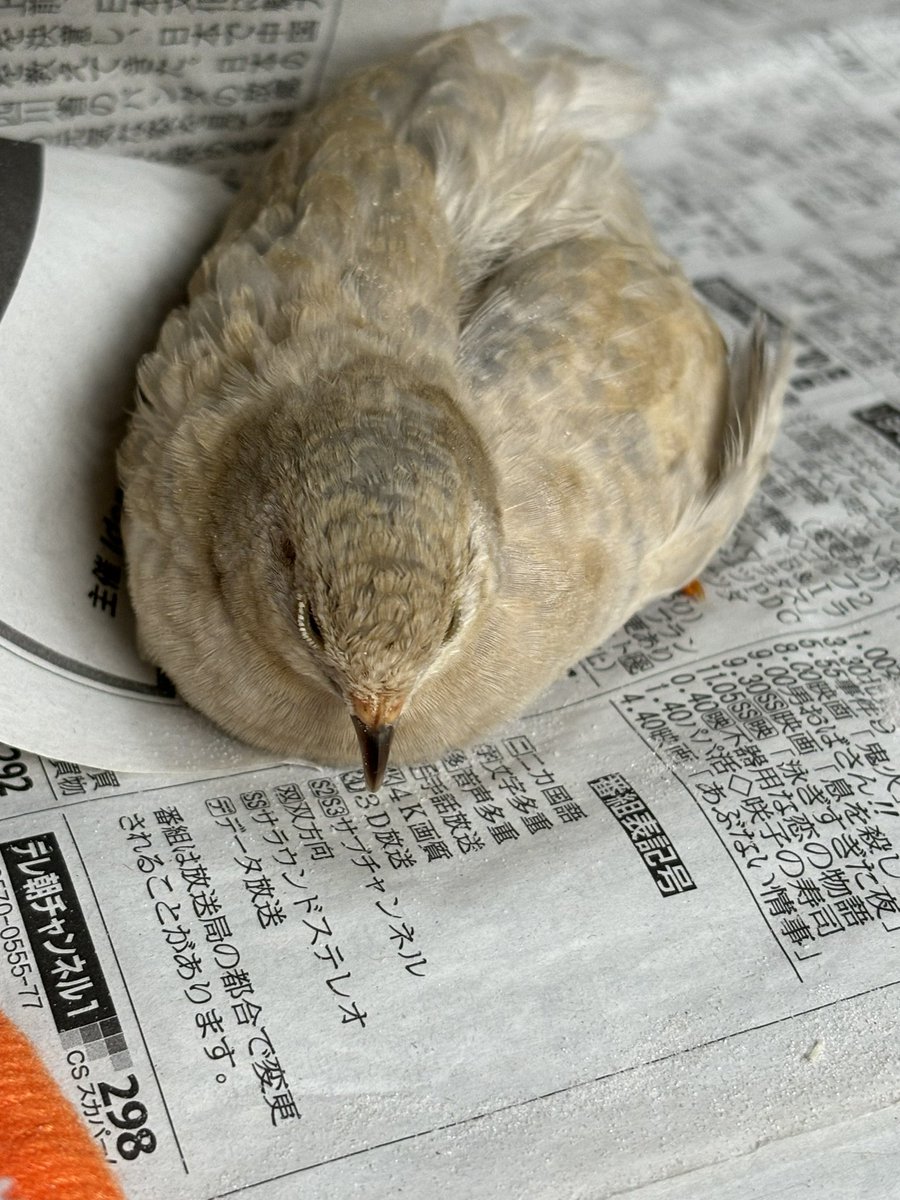 ポポチョロ🐦💨 (@1b4fc39ec9e04d3) / Posts / X