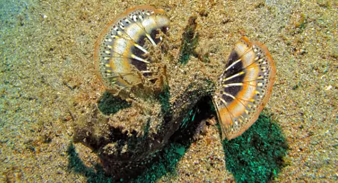 pattayascuba's tweet image. Demon Stinger (Inimicus didactylus)

The two-fingered stinger, sea goblin, red sea walkman, or the spiny devilfish, is a venomous, bottom-dwelling #scorpionfish found throughout most of the Indo-Pacific region, especially Southeast Asia.
#scubadiving

private-scuba.com/sea-life/marin…