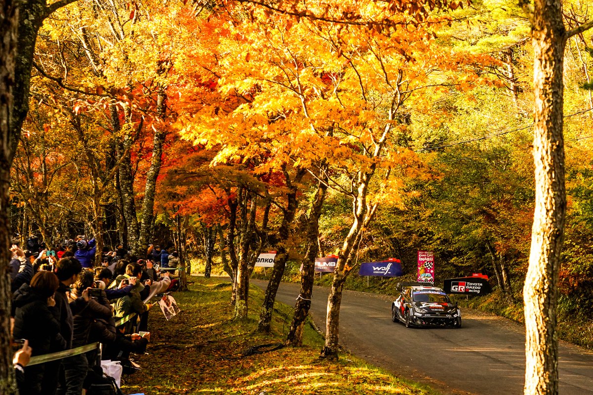 OfficialWRC's tweet image. Autumn vibes in Japan 😍🍂

#WRC | #RallyJapan 🇯🇵