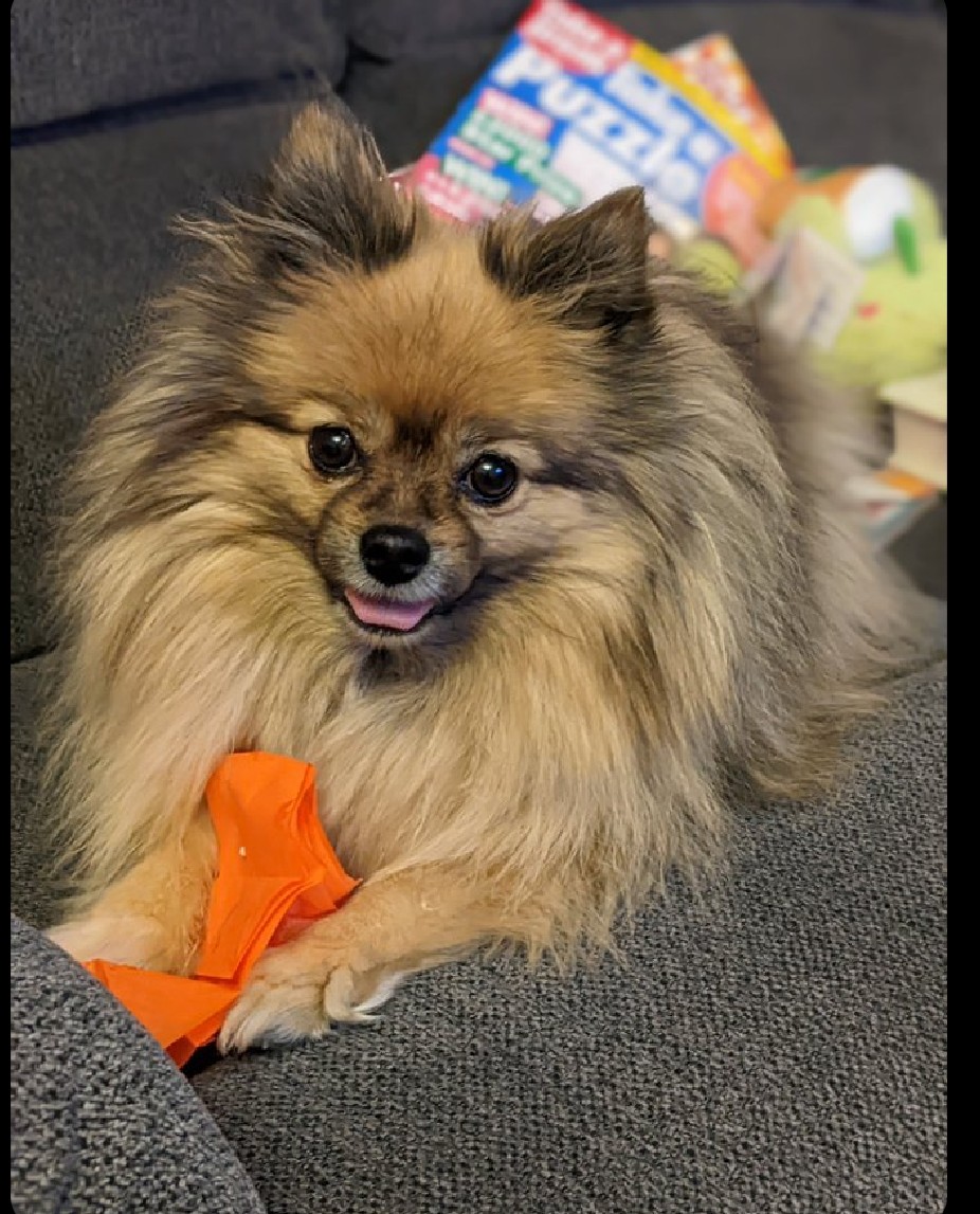 DogCastRadio's tweet photo. The look that says, "I've got this. I shouldn't have it. I might swap it for a treat!"
Cheeky little monkey ๐๐คฉ
#dog #cheeky #MondayMotivation #lovemydog #fundog #fluffydog #germanspitzklein #pomeranian #monday #love #dogsofx #dogsoftwitter https://t.co/PUTTTqAk4f