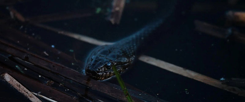 🔴 𝘁𝗼𝗱𝗮𝘆'𝘀 #𝘃𝗶𝗱𝗲𝗼𝗮𝗿𝘁 𝗻𝗲𝘄𝘀 𝗼𝗻 𝗠𝗮𝗴𝗺𝗮𝗿𝘁: Francisco Ruiz de Infante | Video images highlight smaller animals | FriesTV Open Call 2025/2026 | Video Art Miden magmart.it/news.php