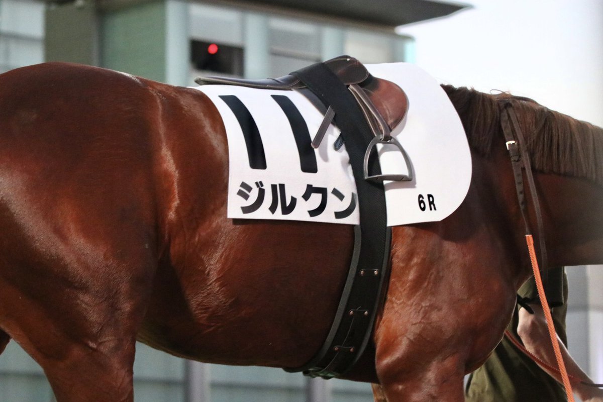 オルフェーヴル たてがみ オルフェーヴル 競馬 たてがみ 毛 競馬 オルフェーヴル たてがみ