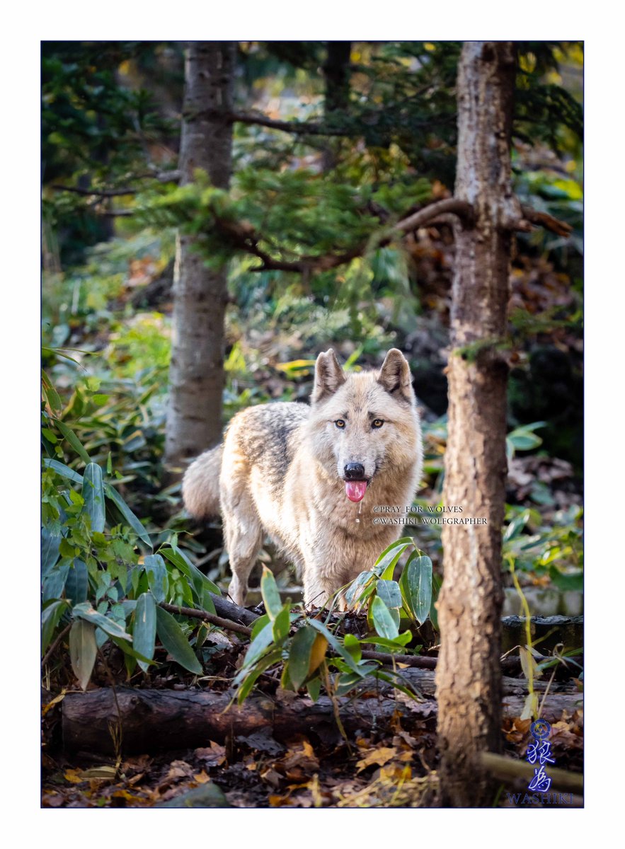 WASHIKI🐺🌊WolfGrapher (@pray_for_wolves) / Posts / X