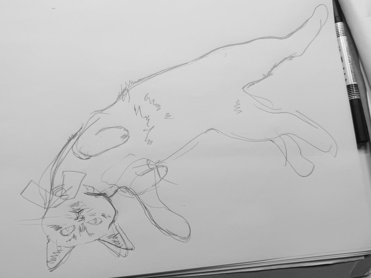 🔈お客様の中に「なんじゃそのポーズは」という猫ちゃんの参考画像をお持ちの方はいらっしゃいませんかーー🔈

筋肉や骨格の勉強、制作の参考にさせていただきたいです🙏 