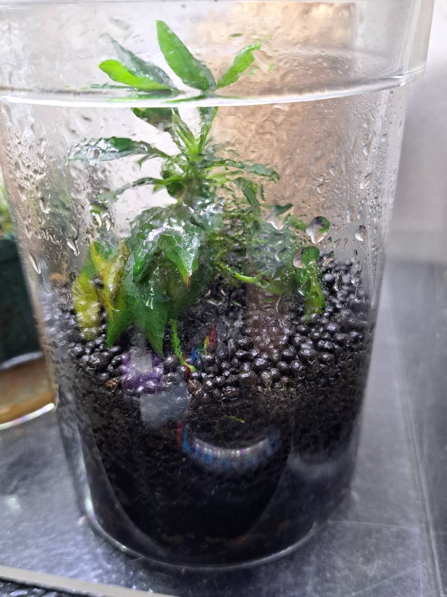 たけとら🦭 (@t_a_k_e_t_o_r_a) / Posts / X