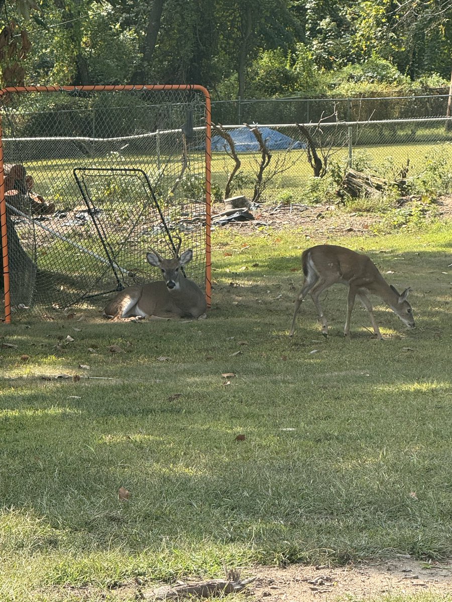 ajvc23's tweet photo. @YesterVue2U @Mappy6984 That’s not true at all, I’ve seen bucks, does, fawns, all grazing together literally hundreds of times. This is just my back yard. https://t.co/g9GgGOZoAX