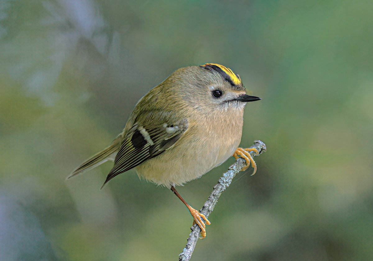 Jeff’s Wildlife Photography tweet media