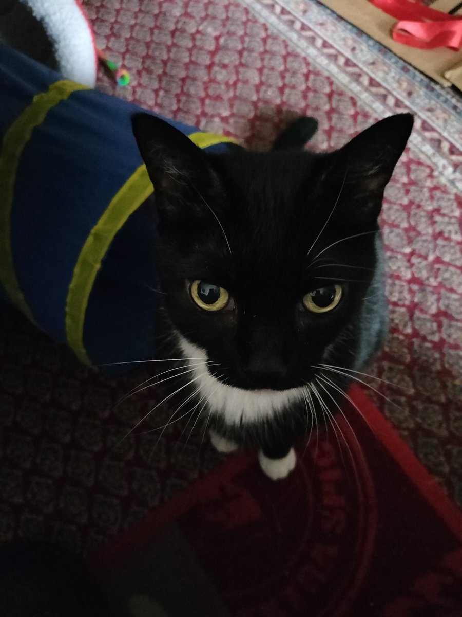 Cleo will Leckerlis!!!😊🤗🐾🐈‍⬛