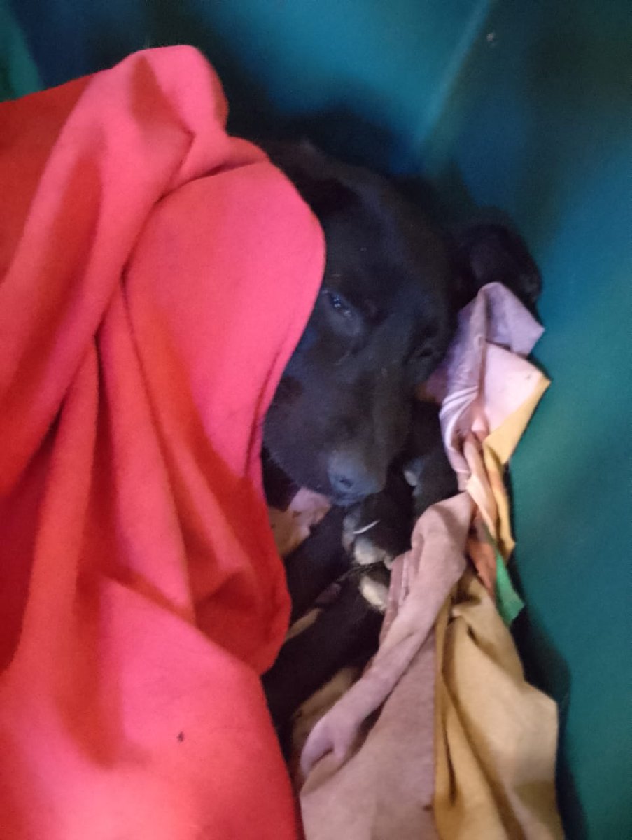 Lamentablemente negrito murió, tuvimos que externarlo a veces con querer ayudar no alcanza cuando las deudas suman en la veterinaria y por más que nos hagan algún descuento se hace difícil igual 😔
Negrito tenía hepatozom y aunque lucho con todas sus fuerzas no pudo sobrevivir.