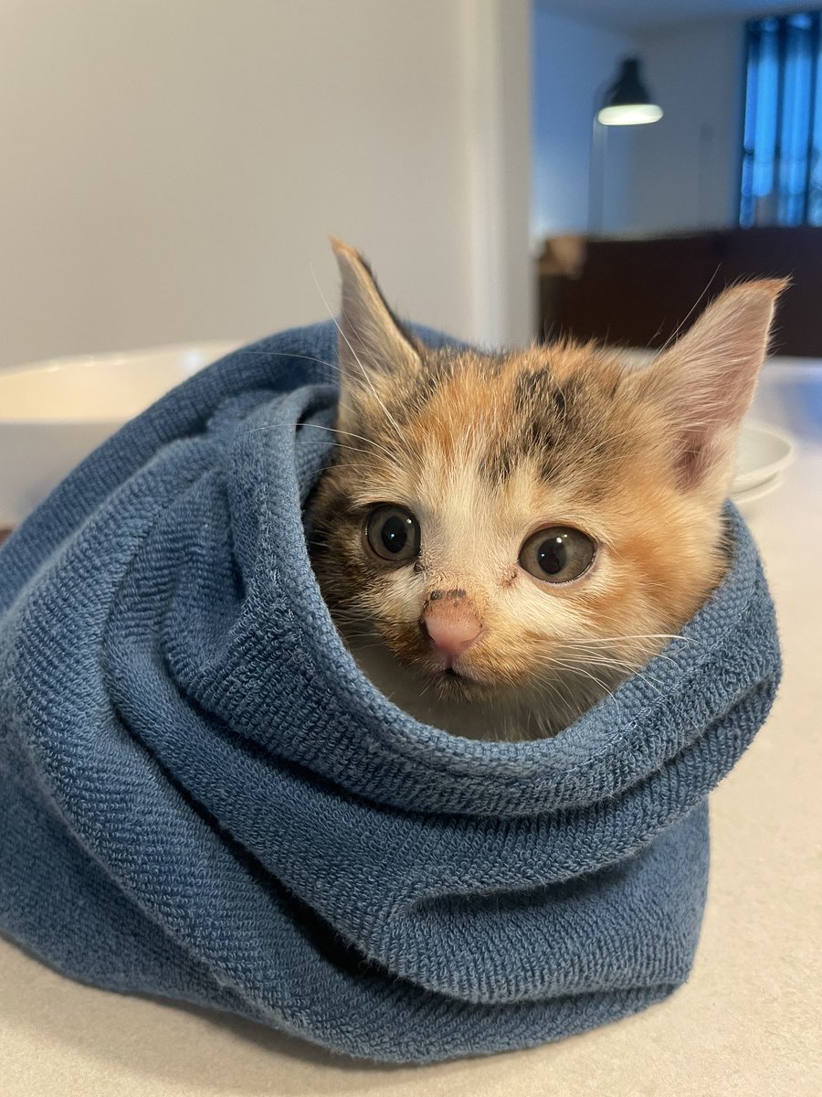 이름 호수(호수공원인근에서 구조)
막 2개월 된듯
가족을 찾습니다.
귀진드기 없고 건강. 약간 결막염 증세있어서 안약 타왔고요.