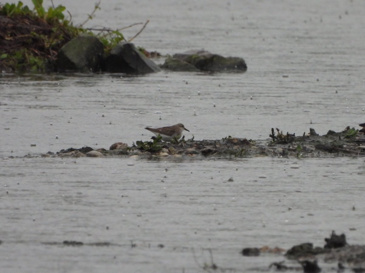 PaulDMasters's tweet image. The Temminck’s Stint on the Rushy, upper pond, at 12:05 ⁦@slimbridge_wild⁩ #Glosbirds