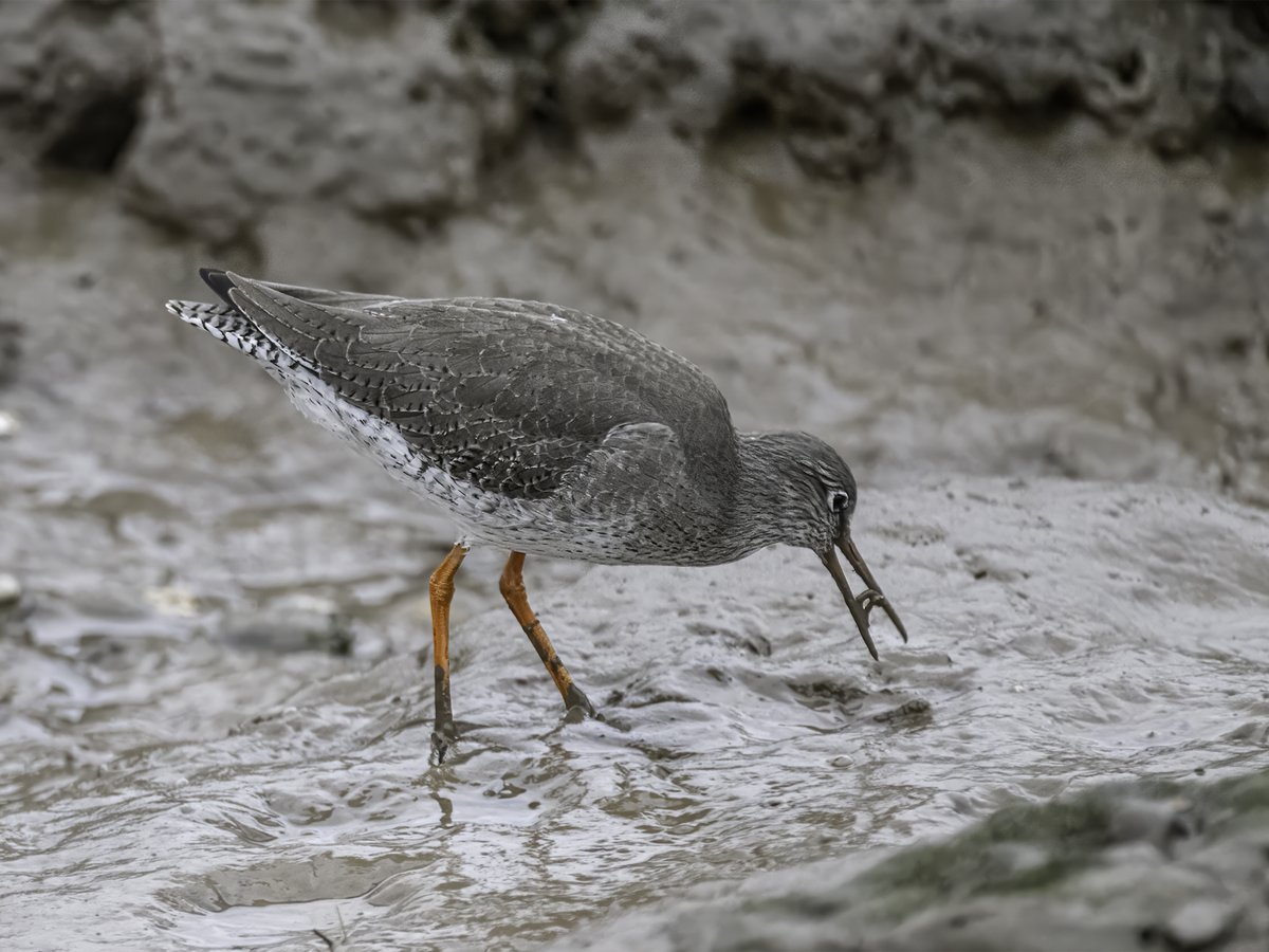Day trip to Norfolk to meet up with Ian and a Seal Trip to start and Twtchwell for american plove and this confiding redshank