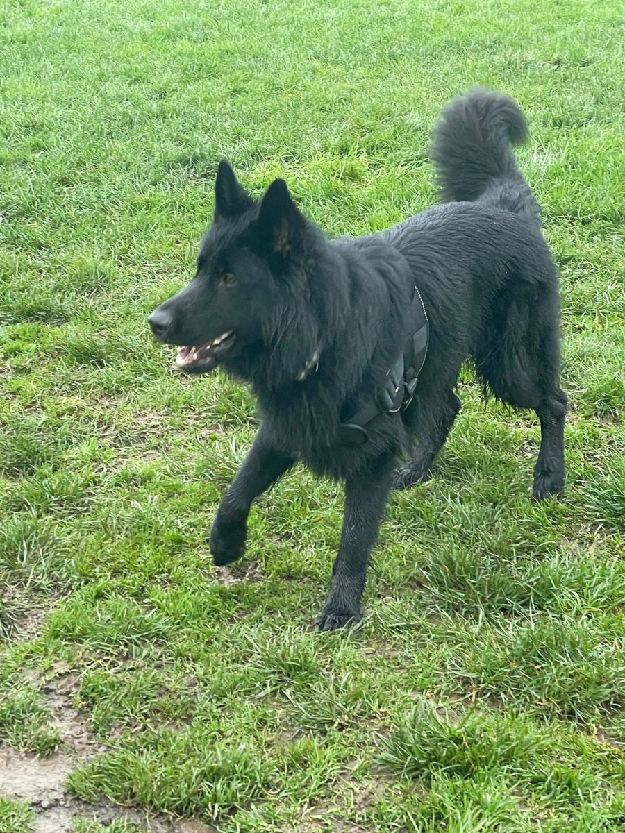 H2RScotland's tweet image. Shadow is a 2 year old German Shepherd. He is available and looking for a new home with an experienced owner. All his details are on our website here help2rehome.com Can you please share to help him on his way? 🐶 🏠 🙏🏼