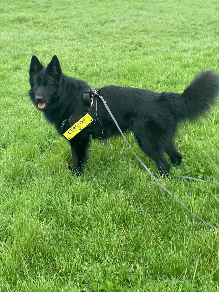 H2RScotland's tweet image. Shadow is a 2 year old German Shepherd. He is available and looking for a new home with an experienced owner. All his details are on our website here help2rehome.com Can you please share to help him on his way? 🐶 🏠 🙏🏼