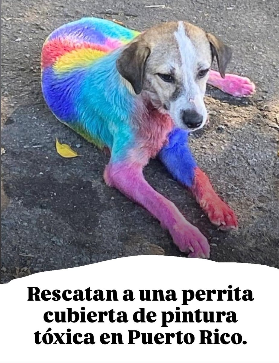 Hace falta ser imbécil y que p*** manía de maltratar animales de esta forma porque les parece algo divertido.

El animal tuvo una reacción adversa a estos productos y afortunadamente fue rescatado y adoptado por gente decente.