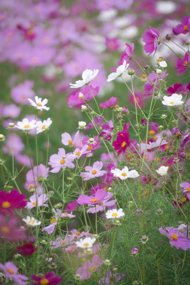 flowerシンギングリン宇宙⑤ Flower Ring (TV size) - YouTube