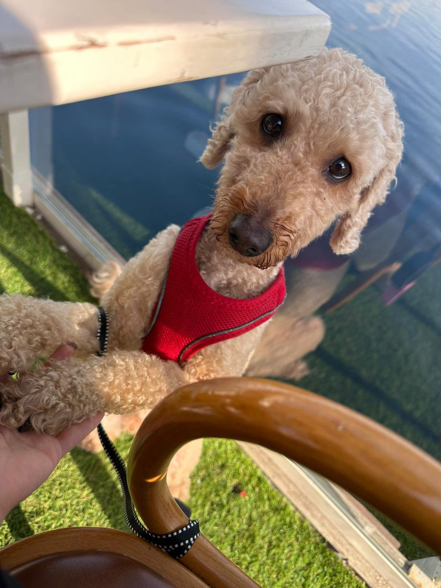 pittyperest's tweet image. Muğla ya da çevre illere gidecek birileri var mı ? Bobo’nun ailesine kavuşması gerekiyor 😍🍀💖