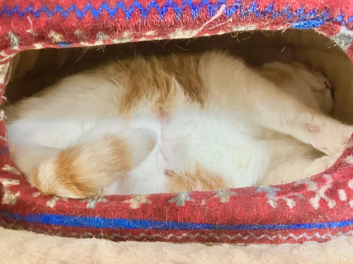 りょうにゃん りょう＠涼 2日目ノ-39a on X