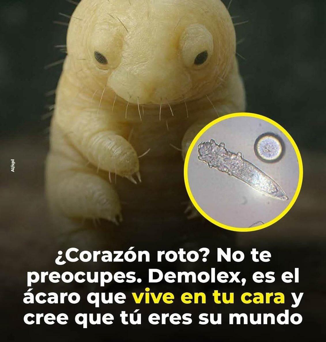 Por si te sientes solo, que sepas que tienes a Demolex ✨