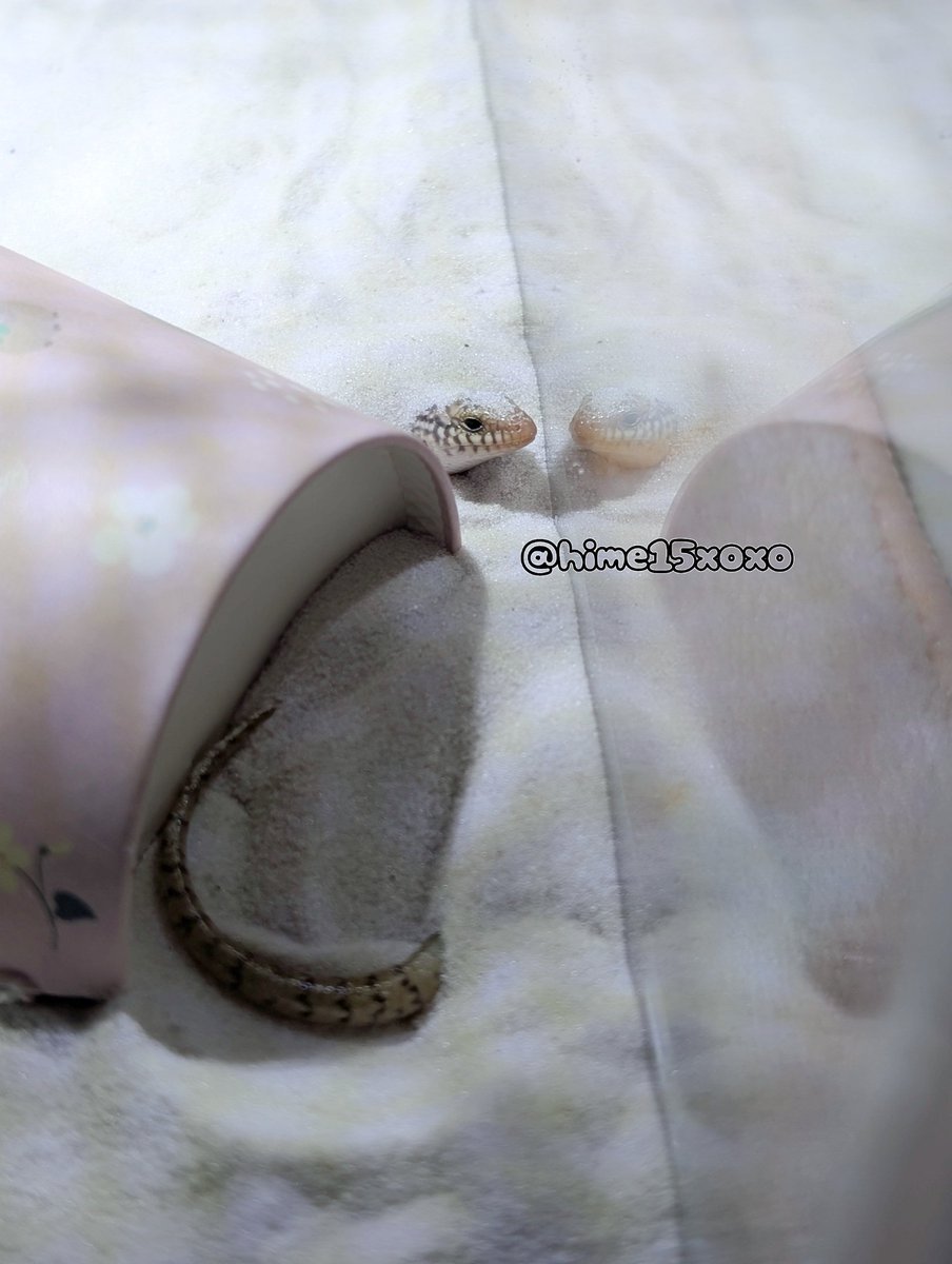 おすそ分けファイル♡みるきーいちご おすそ分けファイル♡みるきー