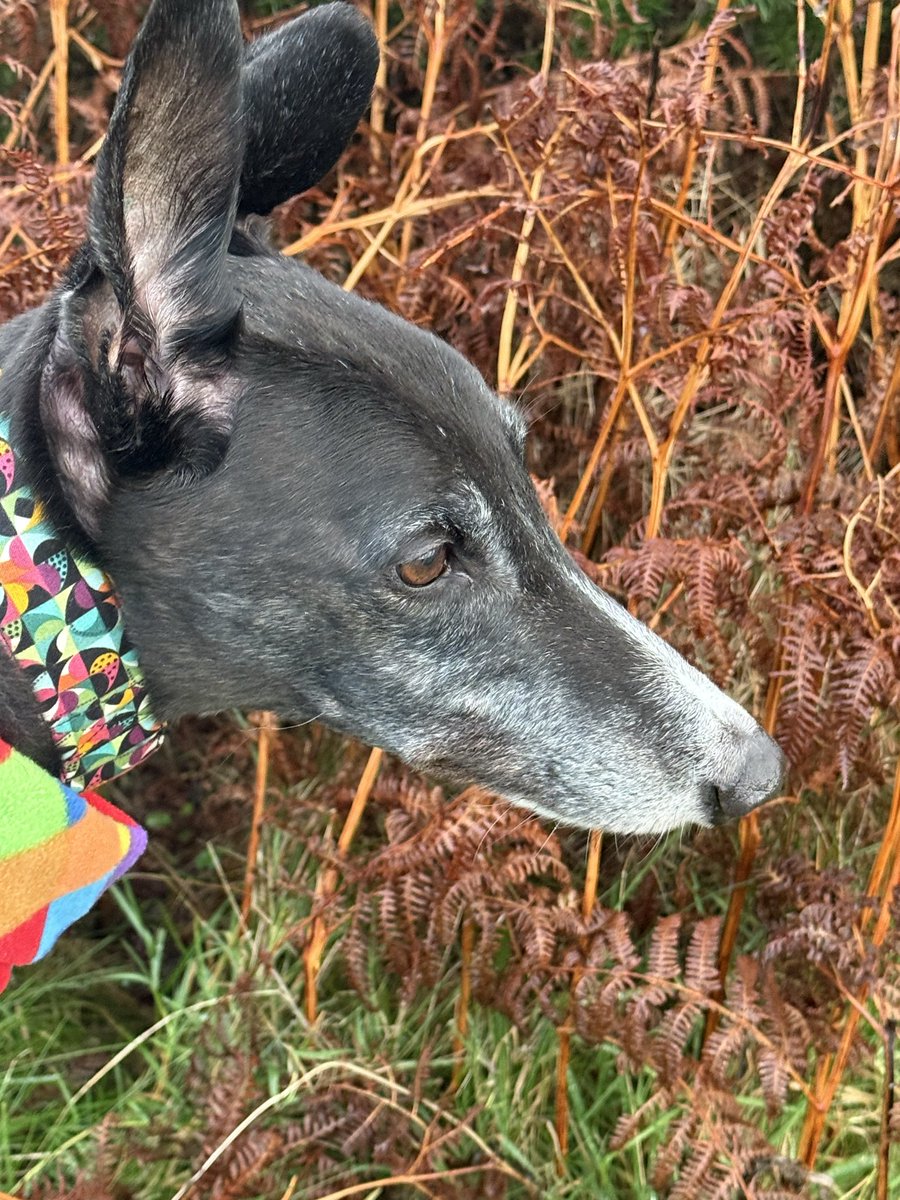 paddythegreyt's tweet image. Stay warm, stay curious, chase what moves you! Happy #Monday! Love Paddy 💙🐾🐾#MondayMotivation #GreyhoundLife