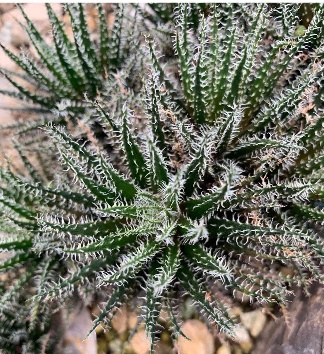 Aloe haworthioides is a tiny spiky succulent with soft white hairs and bright orange flowers