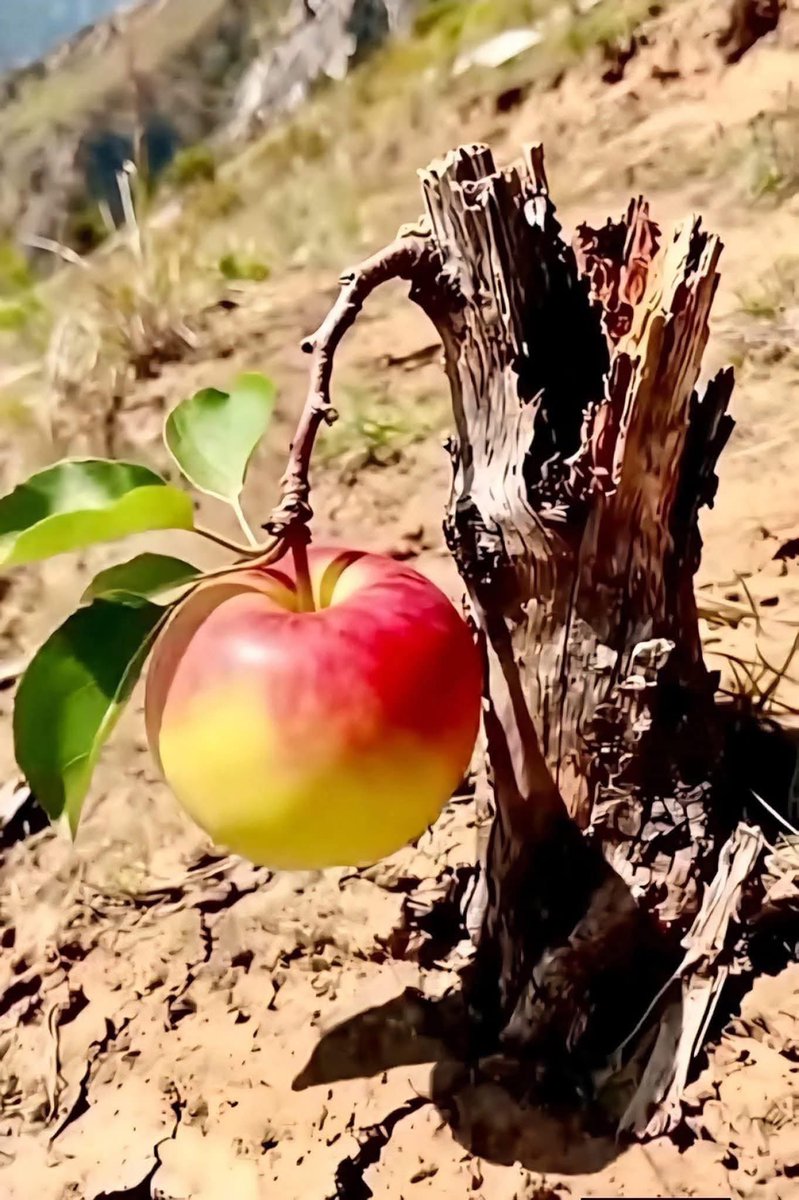 من رحم المعاناة يولد الأمل.