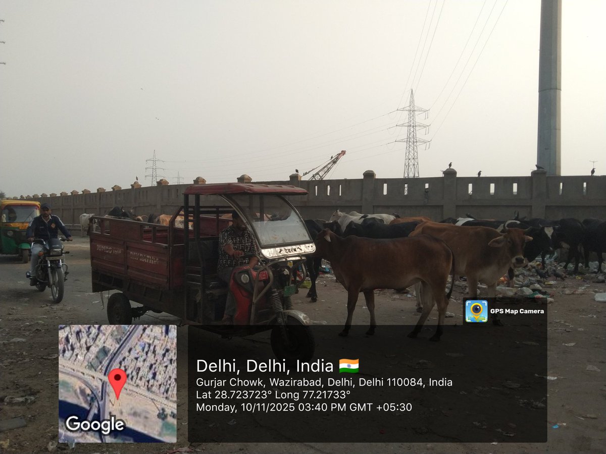 🚨 Welcome to National Capital, Delhi. 

This is not a landfill. It’s a public road where cows and dogs feed on plastic waste while commuters pass by breathing toxic air.

Where’s <a href="/MCD_Delhi/">Municipal Corporation of Delhi</a> and <a href="/gupta_rekha/">Rekha Gupta</a> when the Capital looks like this?