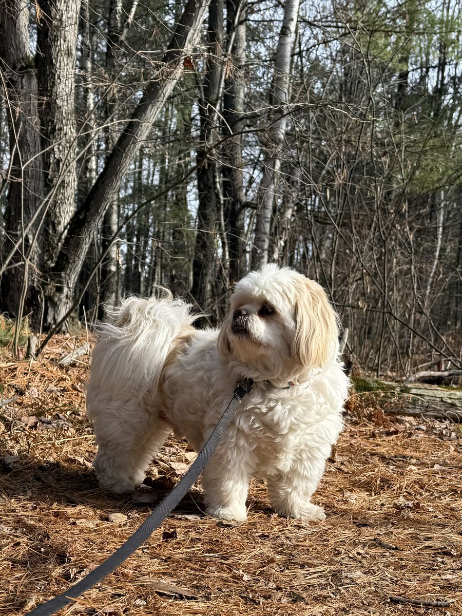 jtherapydog's tweet image. Beautiful walk in the woods 🐾🍂🍁
#FallVibes #Sunshine