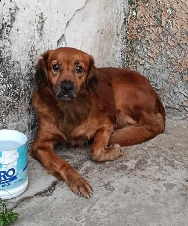 #ENCONTRADO #GUAYAQUIL
Fecha: 10/11/25
Sector: Sur, José Mascote entre Vacas Galindo y Bolivia
Raza: Mestizo
Obsv.: Pelaje café oscuro
Contacto: 0987388206
¡Ayúdalo a volver con su familia!
#AlertaMePerdí