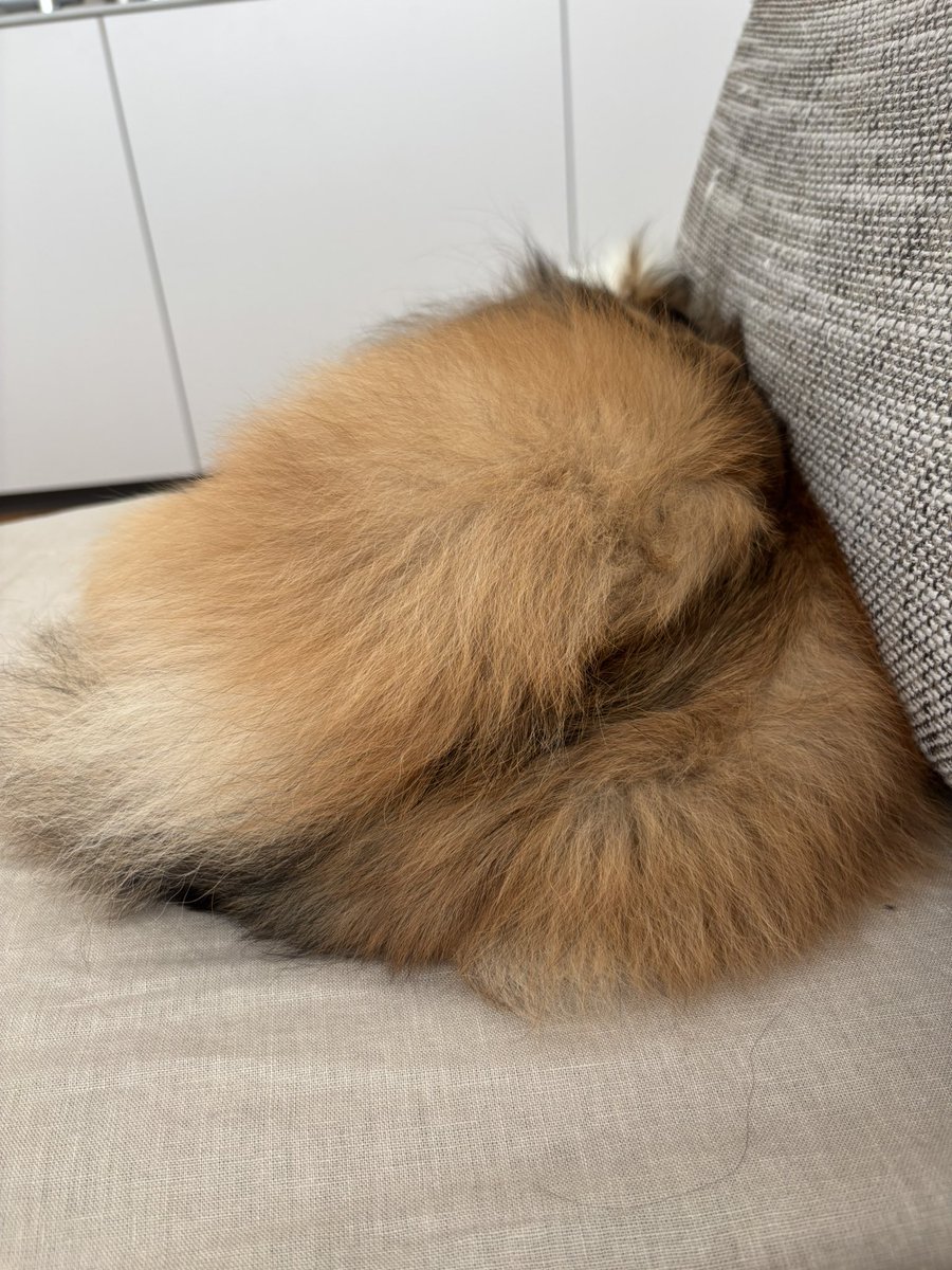 ←耳の前の毛くりんてしてる
→真ん中ぺたんてなってて横の毛もふってなってるからおちりみたい🤭