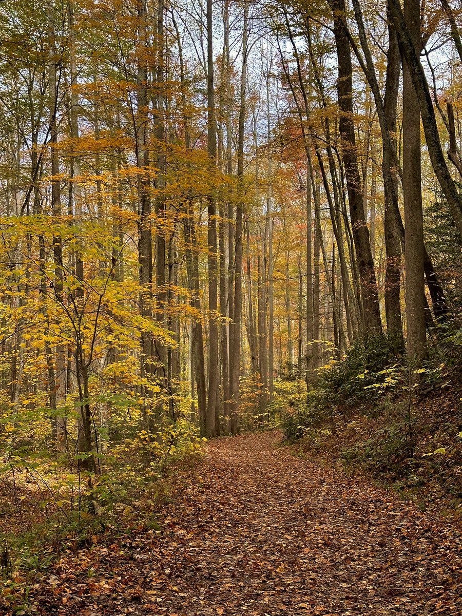 DeepGreens2's tweet image. Happy Monday! #FallVibes