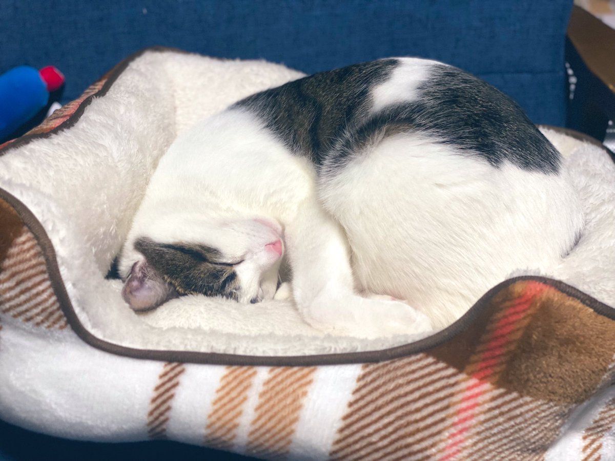 よく眠りよく遊びます🐱