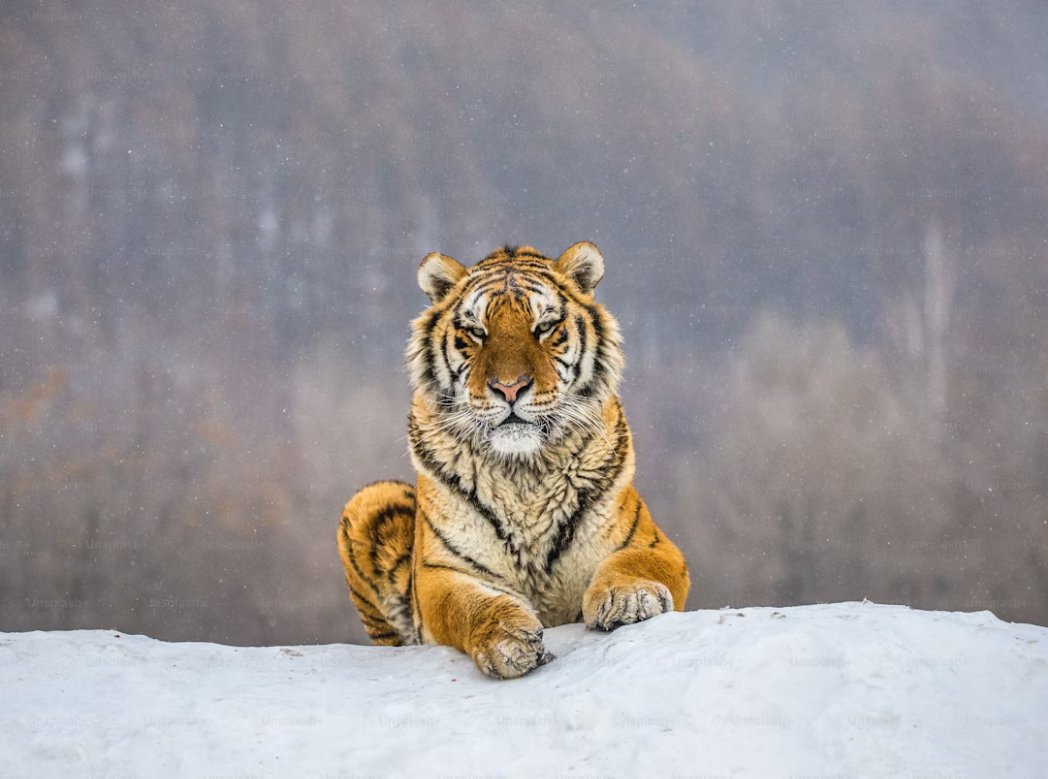 arojinle1's tweet photo. 1. Lion = Kìnìún
2. Leopard = Ẹkùn
3. Cheetah = Àmọ̀tẹ́kùn
4. Tiger = Táígà https://t.co/Q716JbahGf