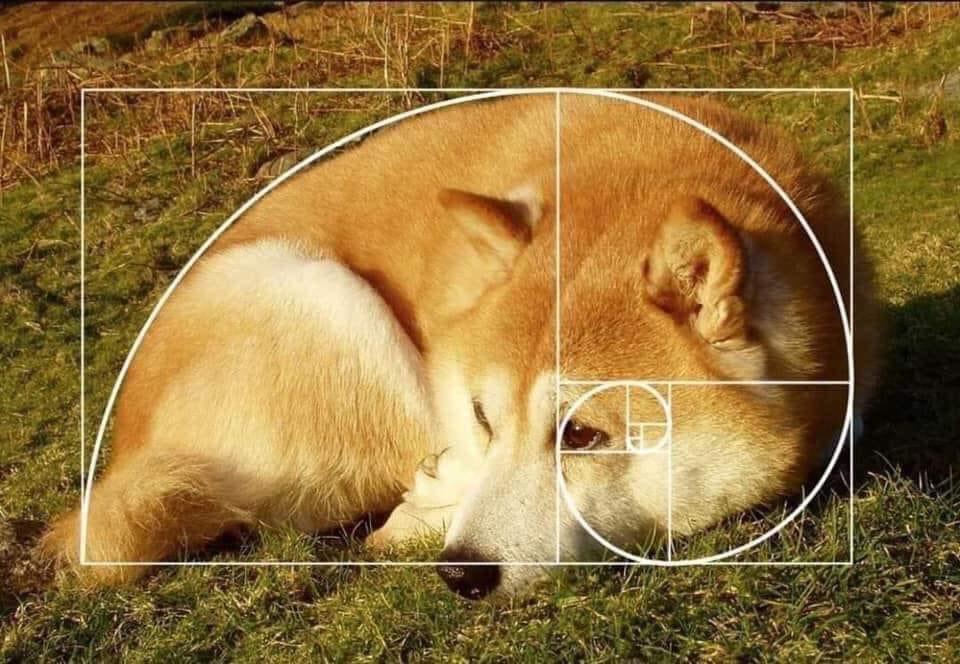 nichxbt's tweet photo. @GoldenRatiolol @dogeofficialceo https://t.co/8reBl6PvLb