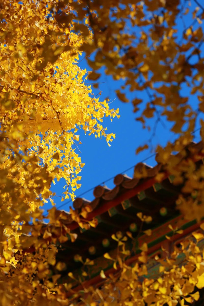 aishuzhan's tweet image. 故宫银杏：冬来黄金满城铺！
