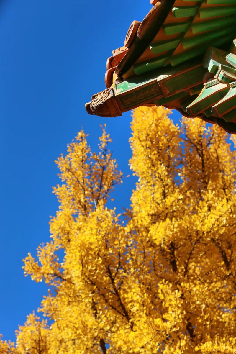 aishuzhan's tweet image. 故宫银杏：冬来黄金满城铺！