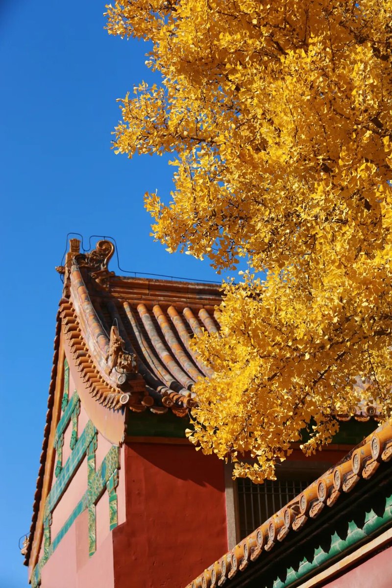 aishuzhan's tweet image. 故宫银杏：冬来黄金满城铺！