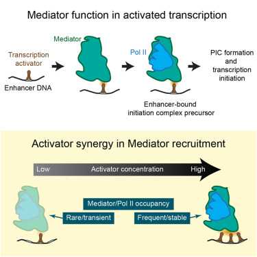 A mechanism of synergistic Mediator recruitment in RNA polymerase II transcription activation revealed by single-molecule fluorescence dlvr.it/TPB1Mt