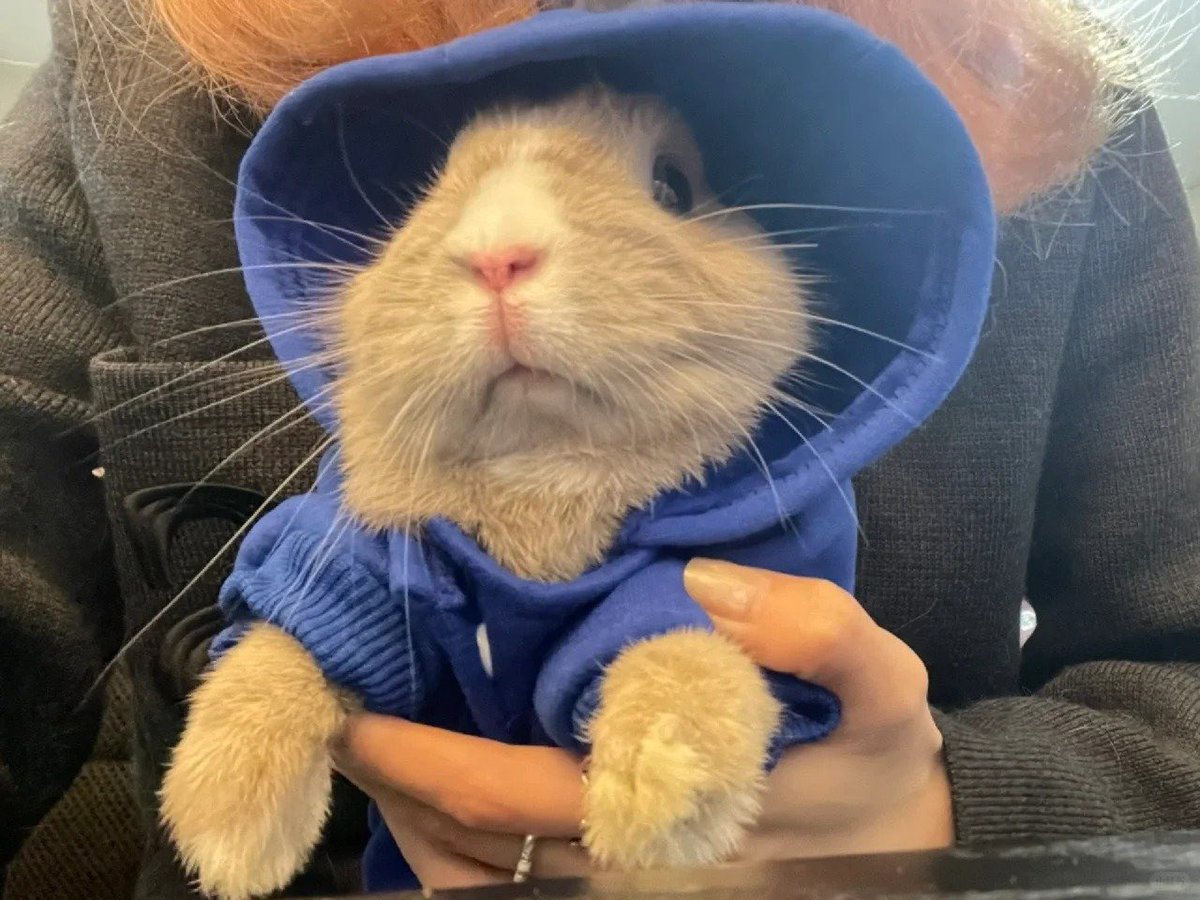 Why you should have a rabbit (@shouldhaverabit) on Twitter photo 