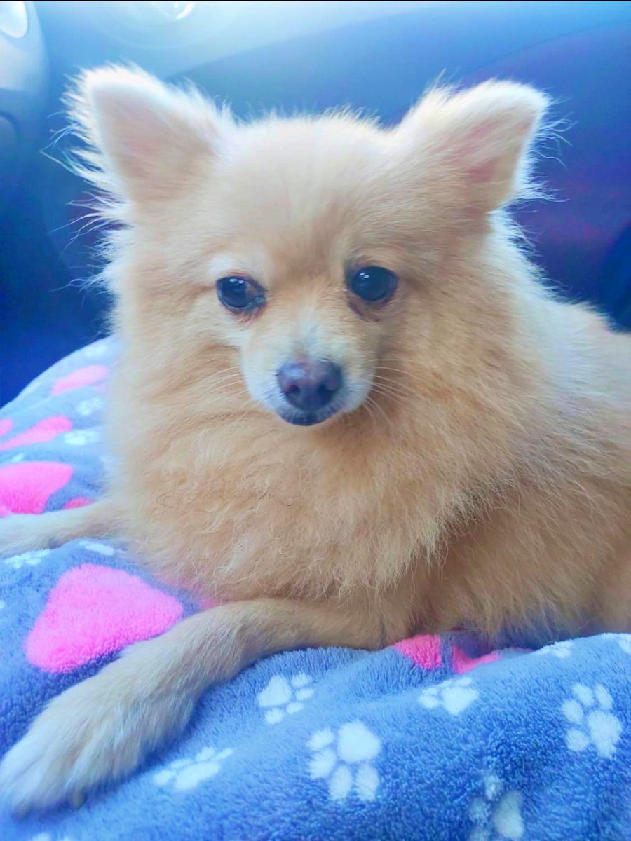 #Málaga
...... ¡¡Han devuelto a la abuelita #TRIXIE!! Por unos motivos que de sobra conocían antes de adoptarla 🤬 Porque ladra, no sabe pasear y porque "muerde" (sin dientes)... ¿Qué pretendíais de una perrita rescatada de un criadero que no conoce el mundo??

Qué decepción! No