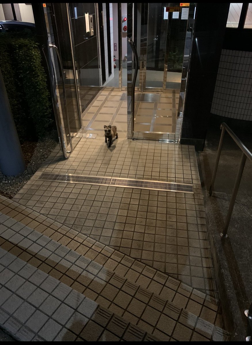 私が体験したたぬきエピソードは
家に帰ろうとしたらエントランスからたぬきさんが出てきて、普段は人の姿で過ごしてるんかなと思ったことがあった。
#たぬき