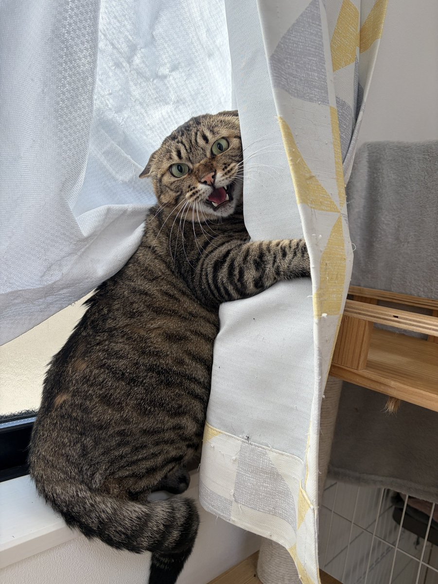 zenchannel2's tweet photo. 今日の保護猫部屋の様子です。
ヘソ天して甘えるプードルと近づくと引っ掻こうとするサ���エです🐈️ https://t.co/olC8dBRVde