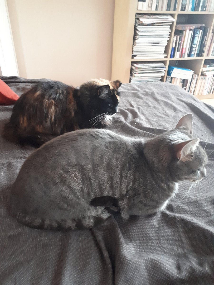 Apogs20's tweet image. OK. FINE. 😒 We are friends SOMETIMES. 😒 Loaves even