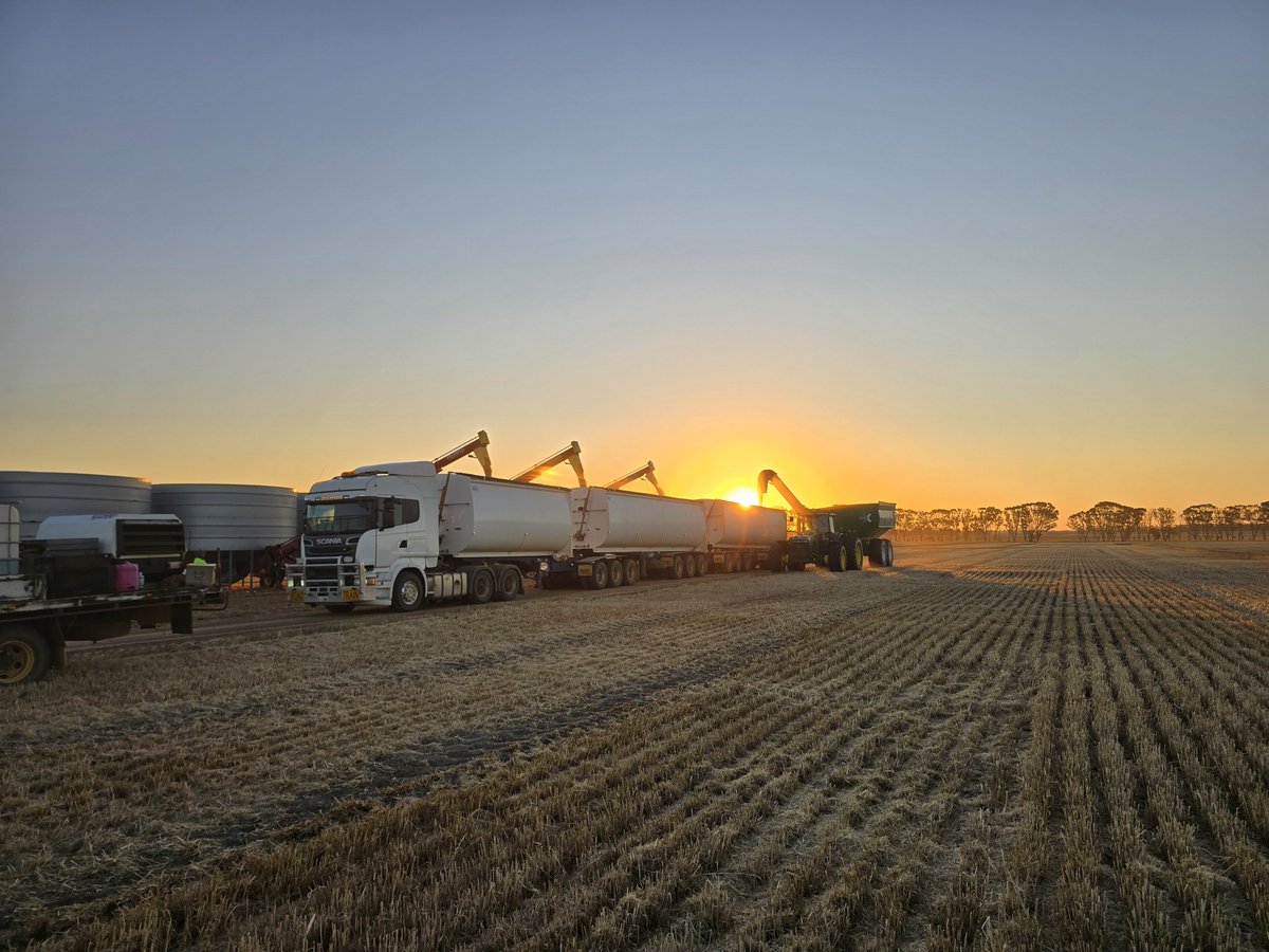 Into the barley today,,, eventually