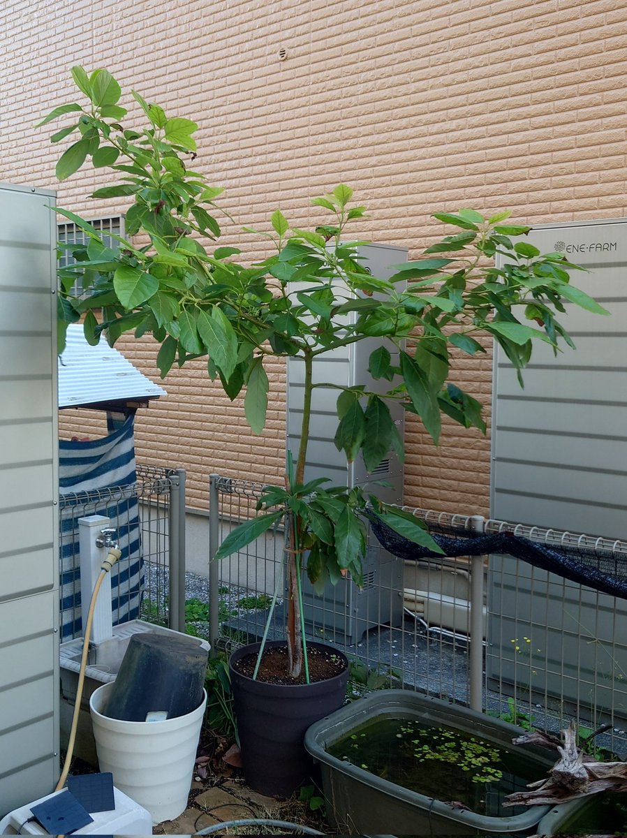 yasu1569's tweet image. 11/10のアボカド